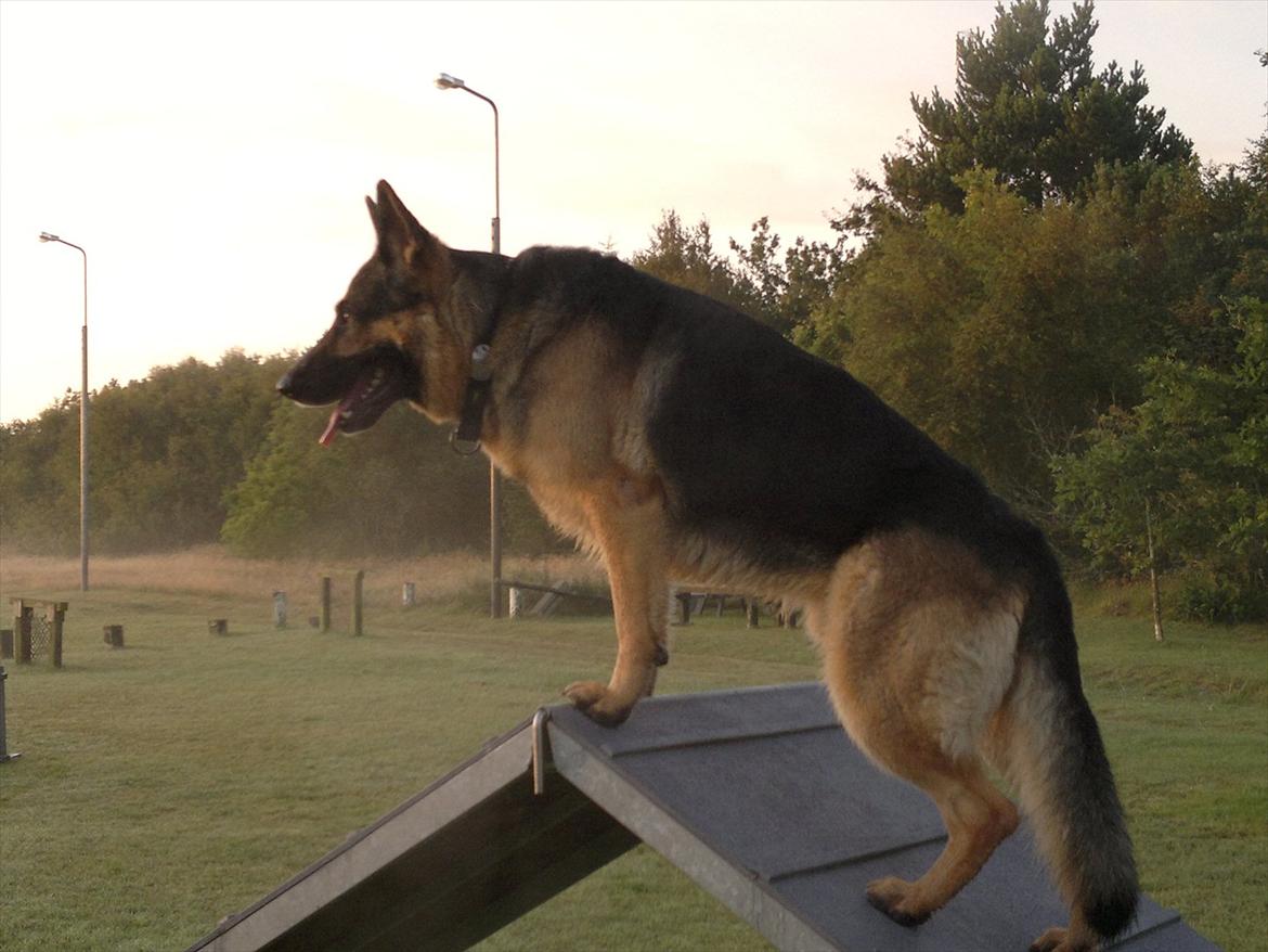 Schæferhund Fenris billede 1