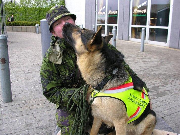 Schæferhund Fenris billede 2