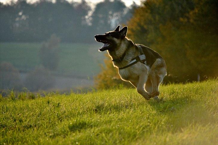 Schæferhund Fenris billede 3