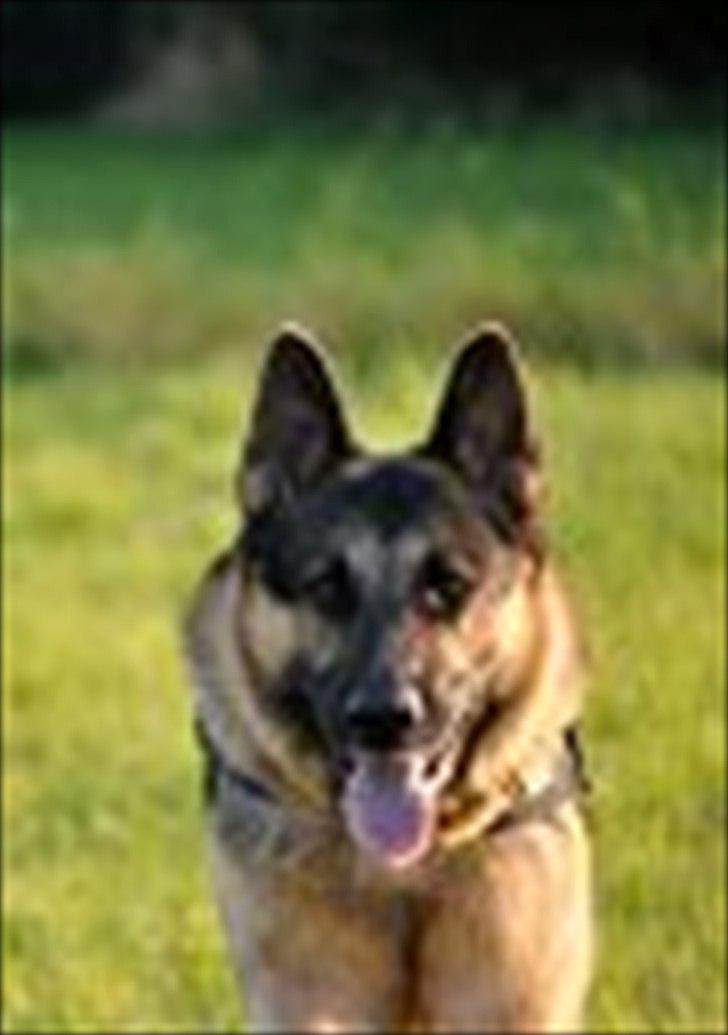 Schæferhund Fenris billede 4