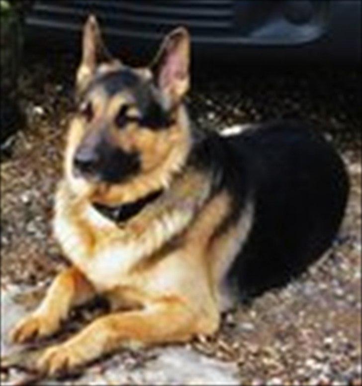 Schæferhund Fenris billede 5