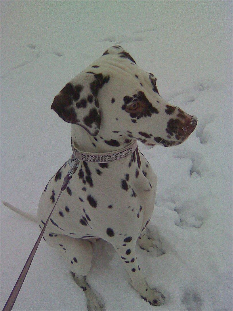 Dalmatiner Inky gipsys Izzy billede 9