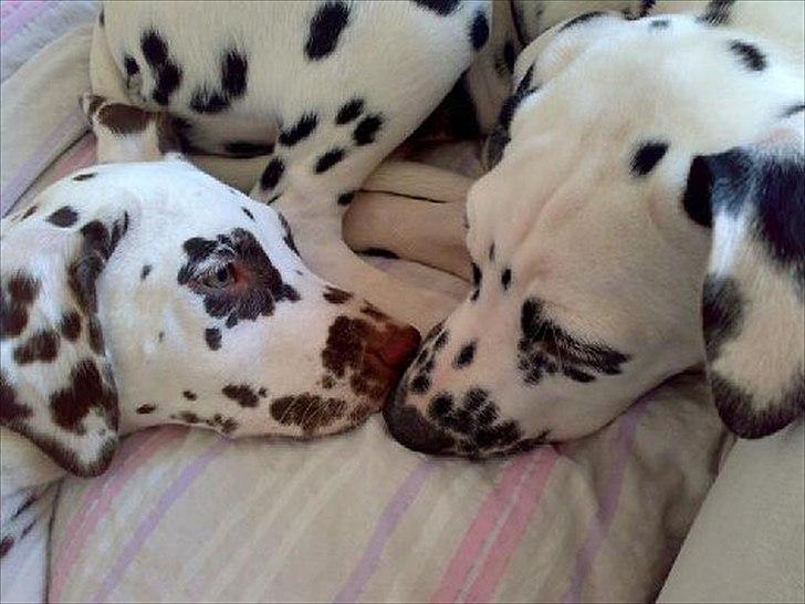 Dalmatiner Inky gipsys Izzy - Izzy og hendes søster Inky billede 10