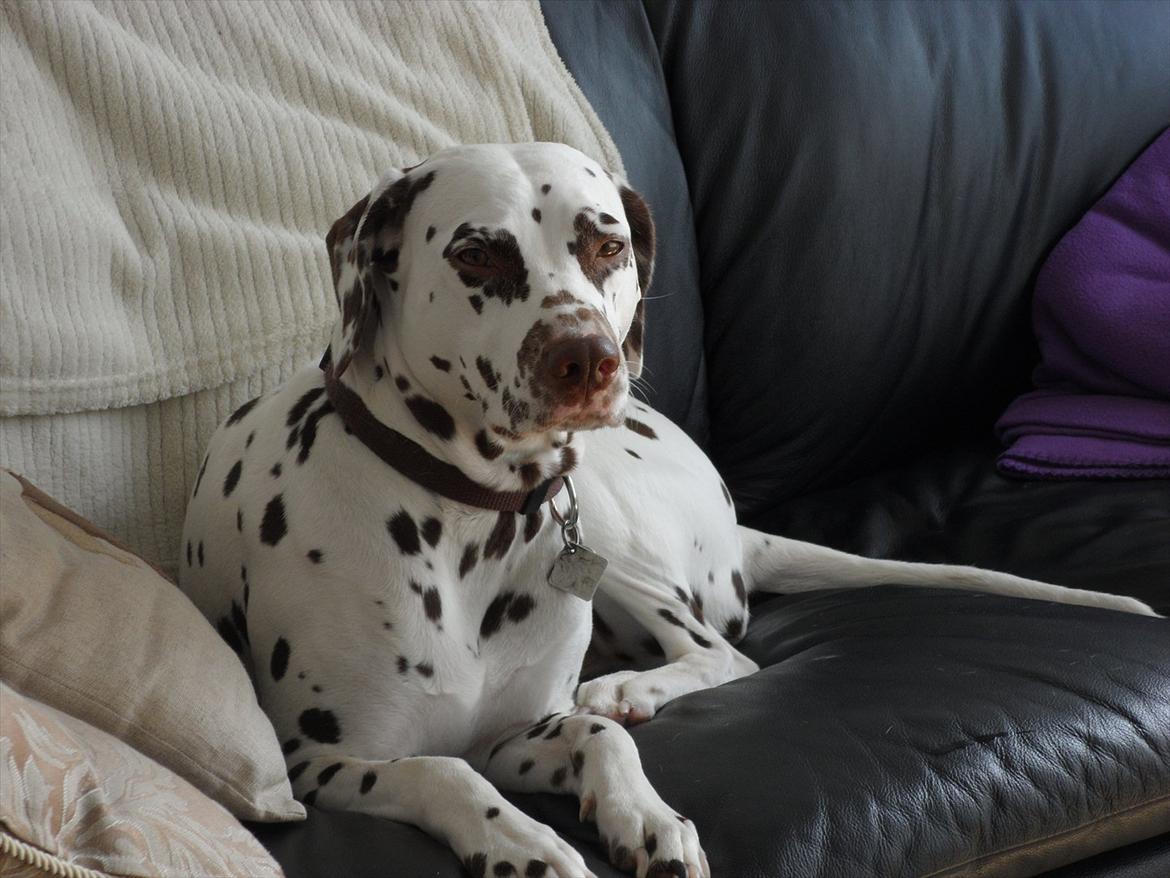 Dalmatiner Inky gipsys Izzy billede 11