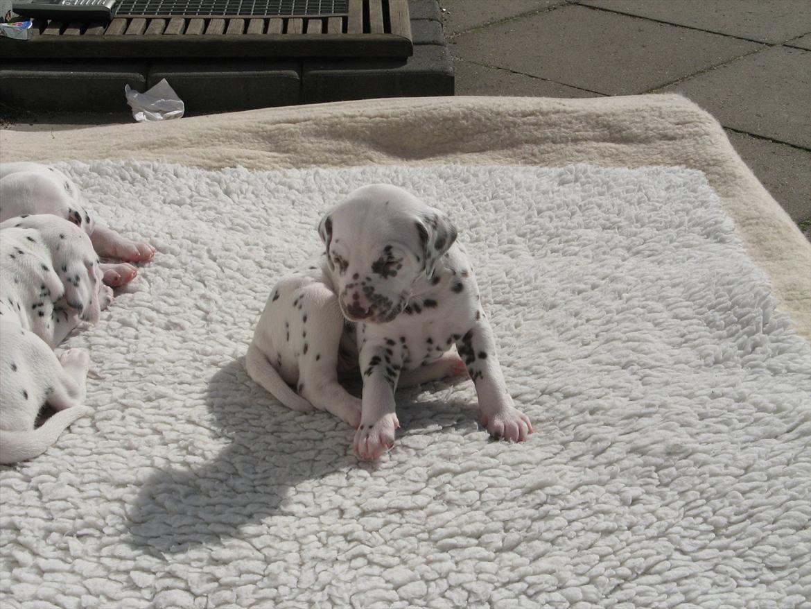 Dalmatiner Inky gipsys Izzy - Izzy 6 uger gammel.  billede 12