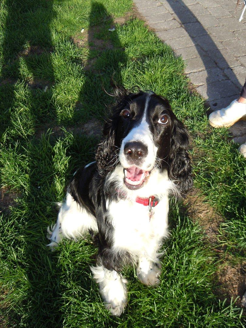 Cocker spaniel Zezi billede 2