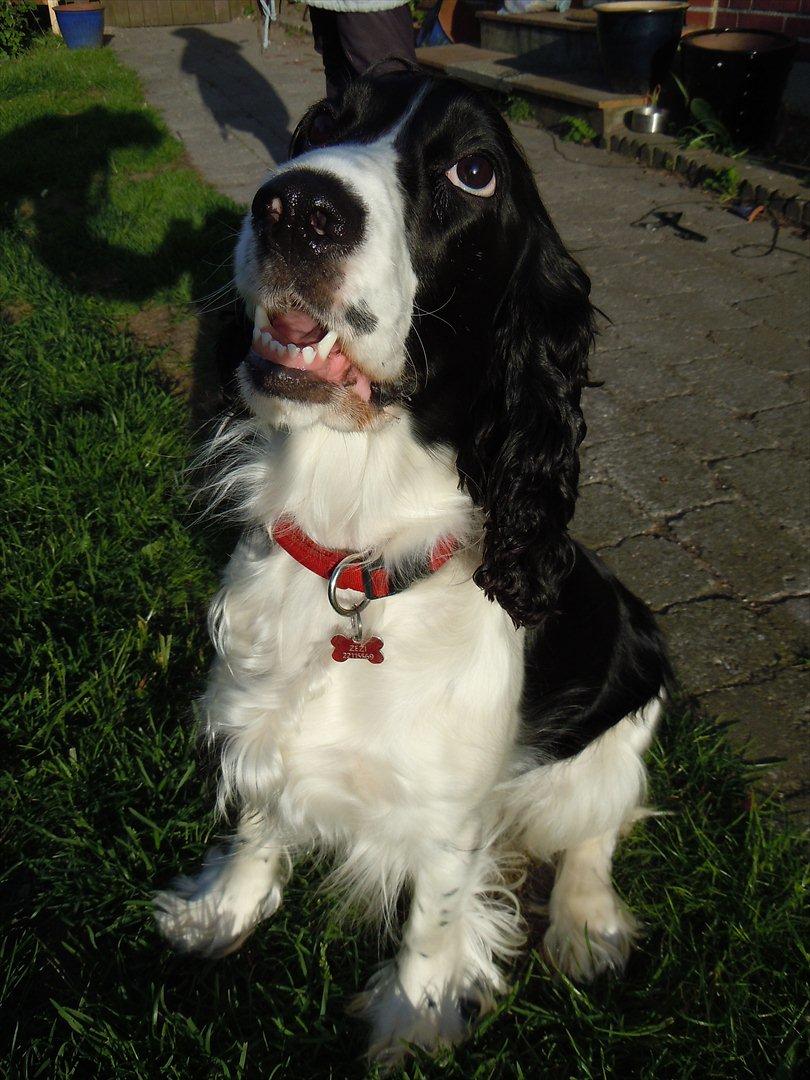 Cocker spaniel Zezi billede 3