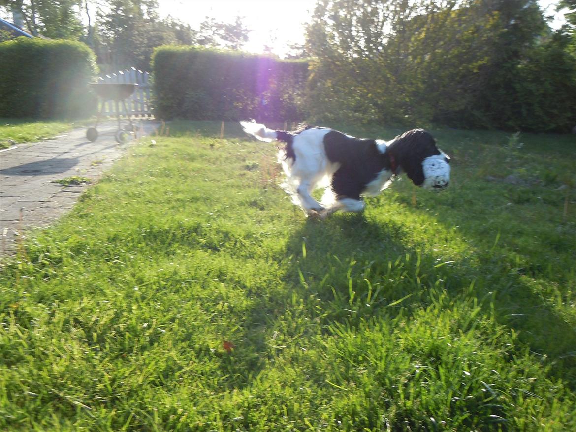 Cocker spaniel Zezi billede 4