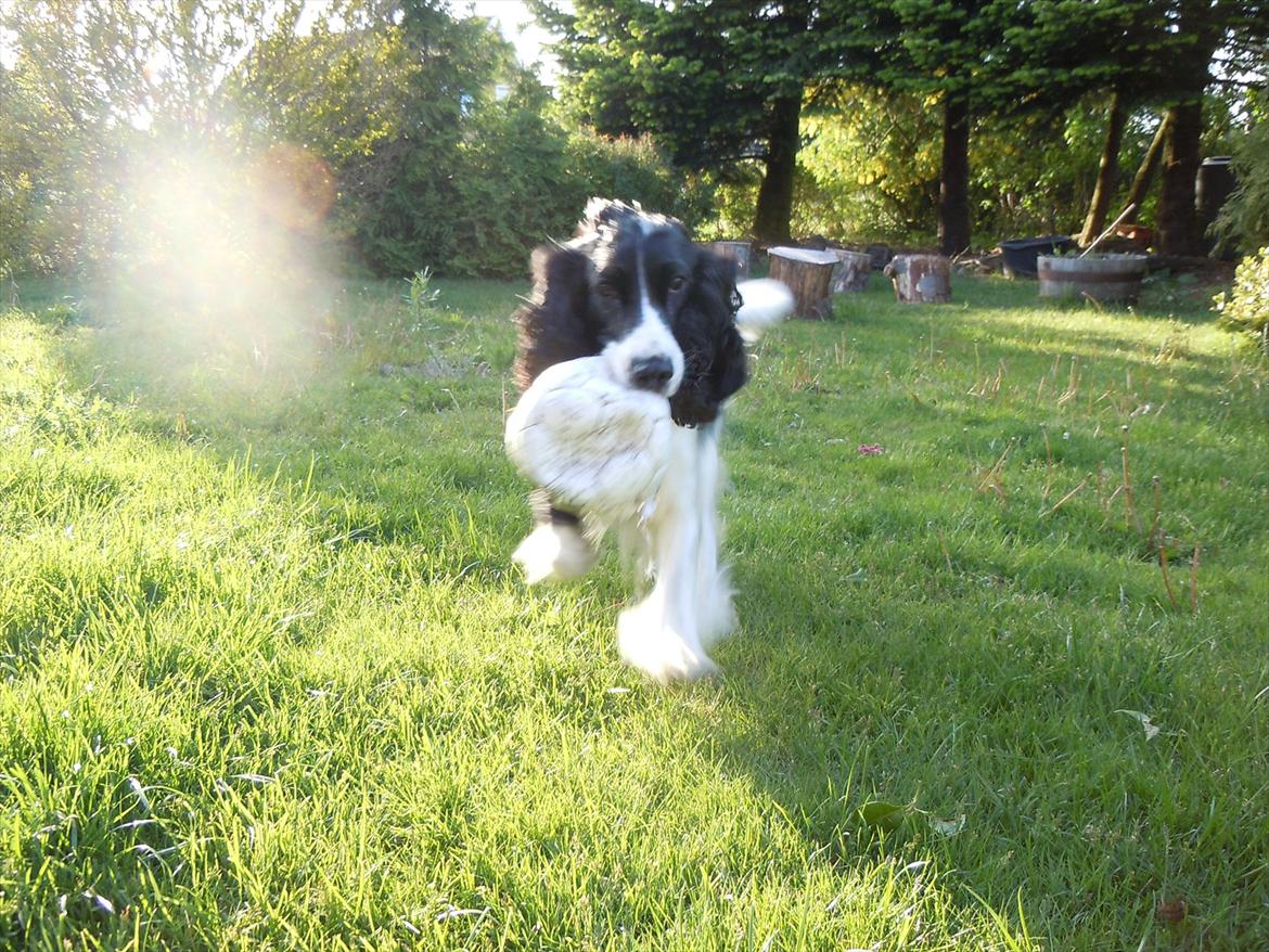 Cocker spaniel Zezi billede 5
