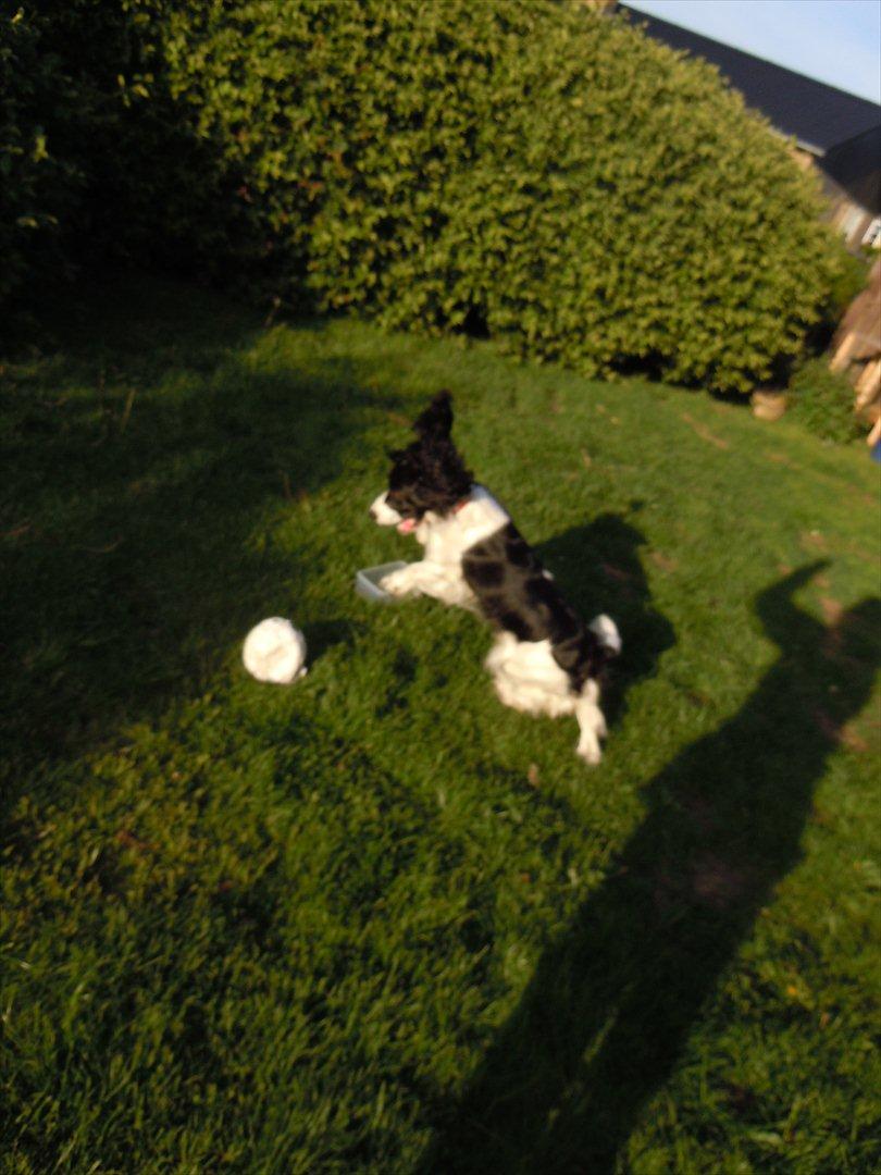 Cocker spaniel Zezi billede 6