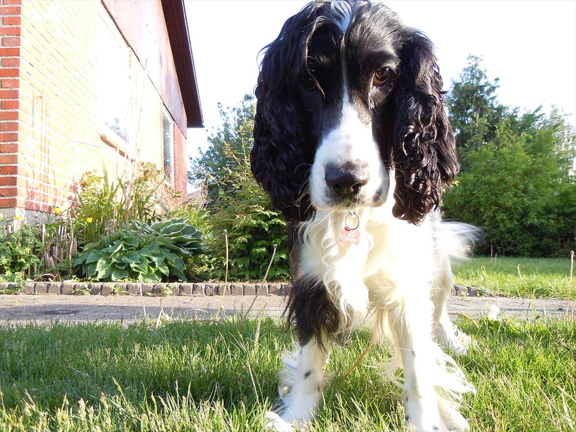 Cocker spaniel Zezi billede 7