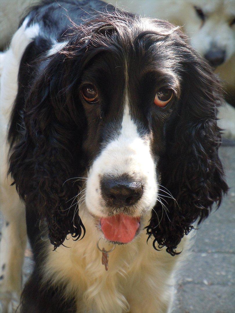 Cocker spaniel Zezi billede 8