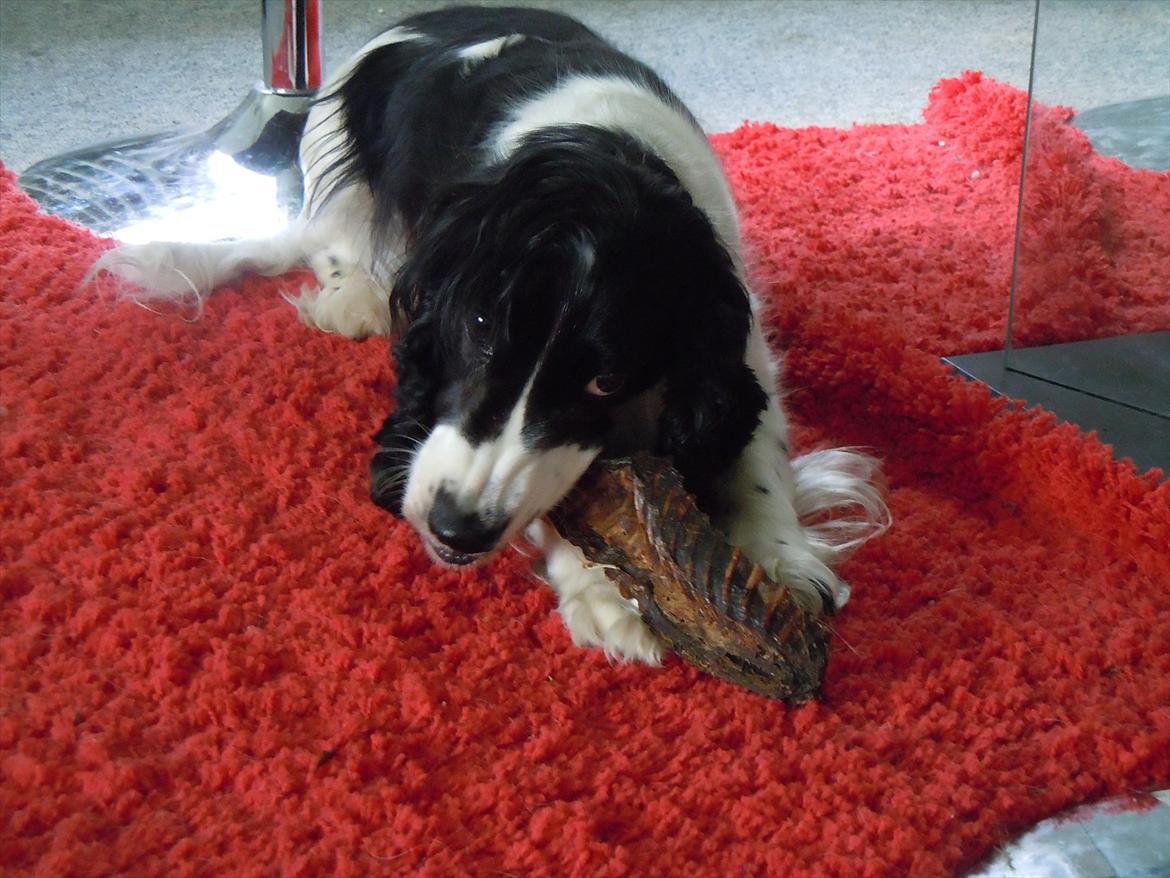 Cocker spaniel Zezi billede 9