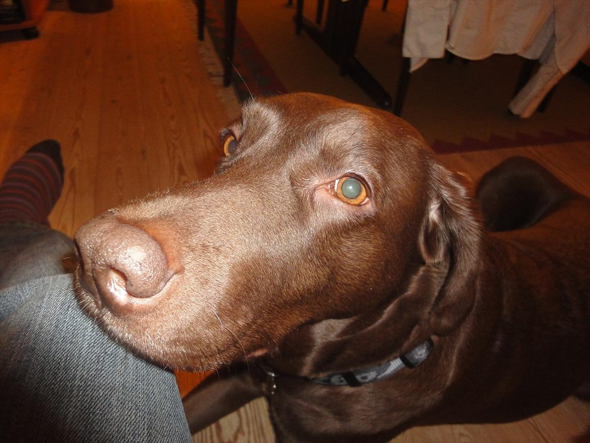 Labrador retriever Sille billede 19