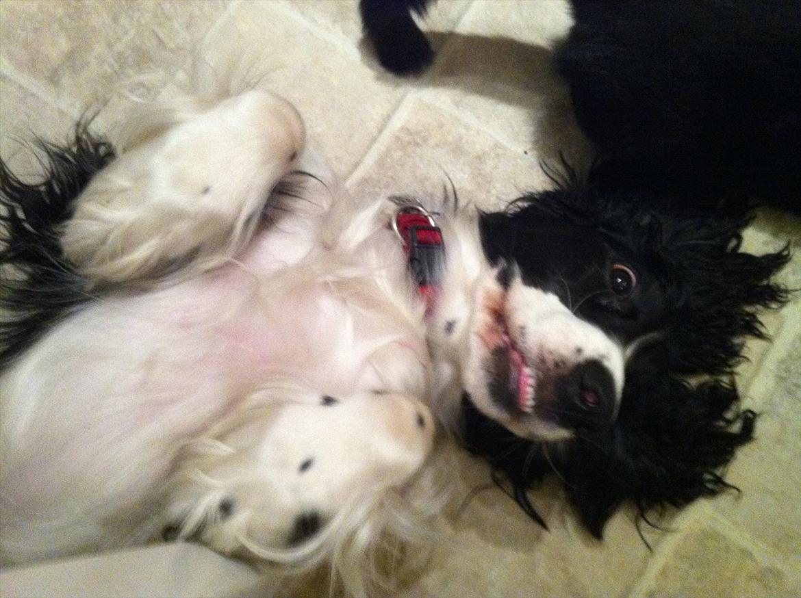 Cocker spaniel Zezi billede 10