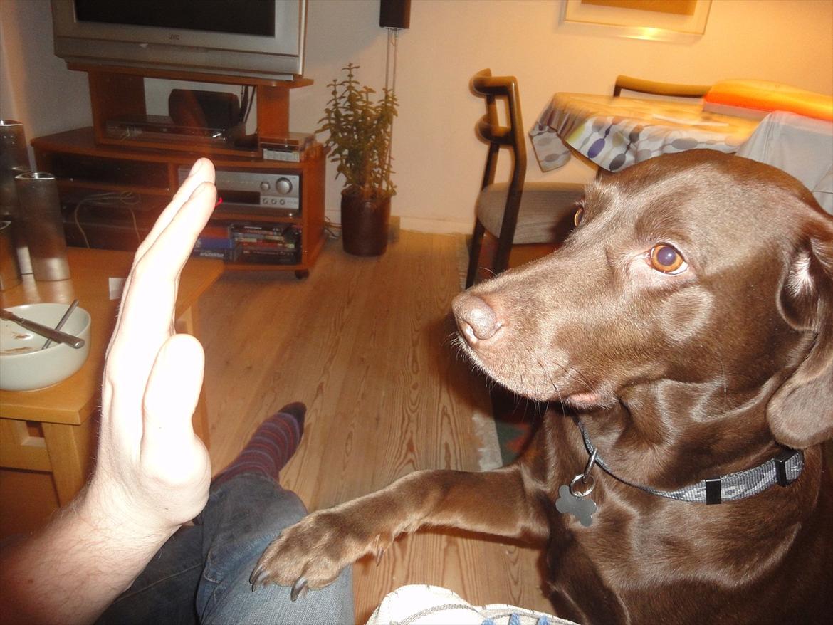 Labrador retriever Sille billede 20