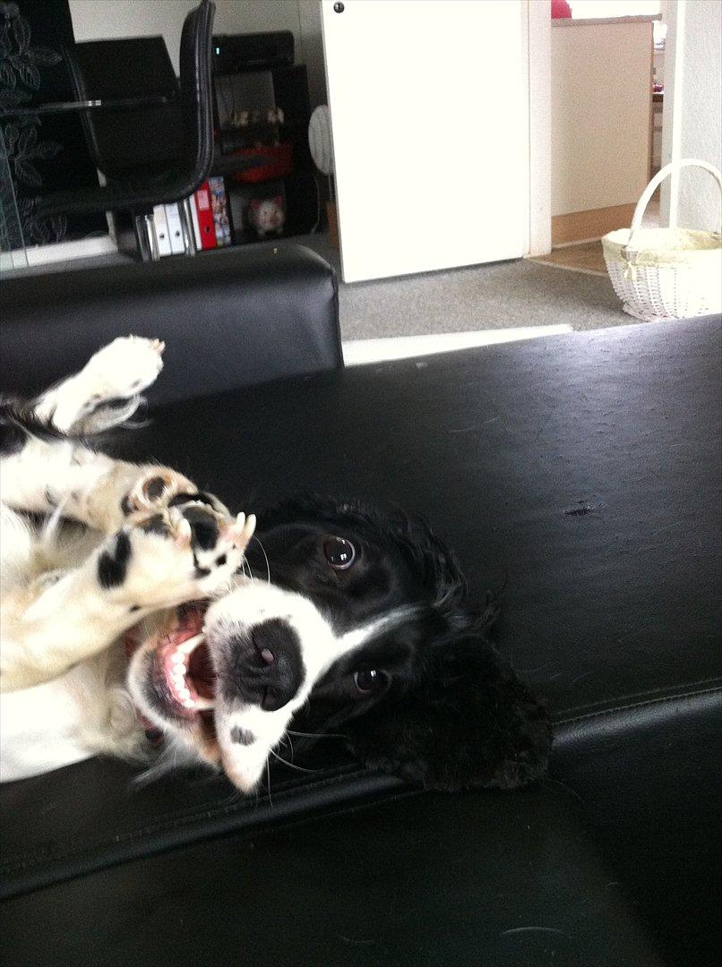 Cocker spaniel Zezi billede 11