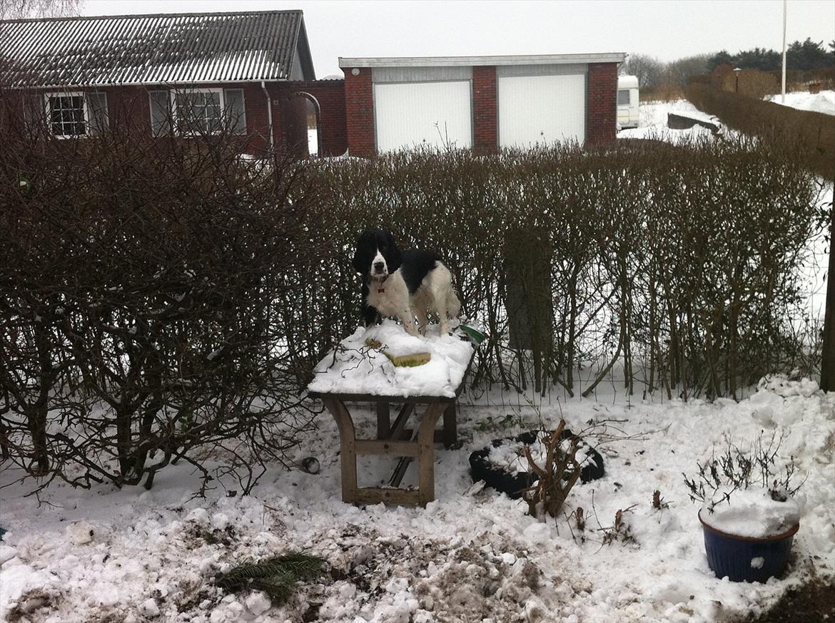 Cocker spaniel Zezi billede 12