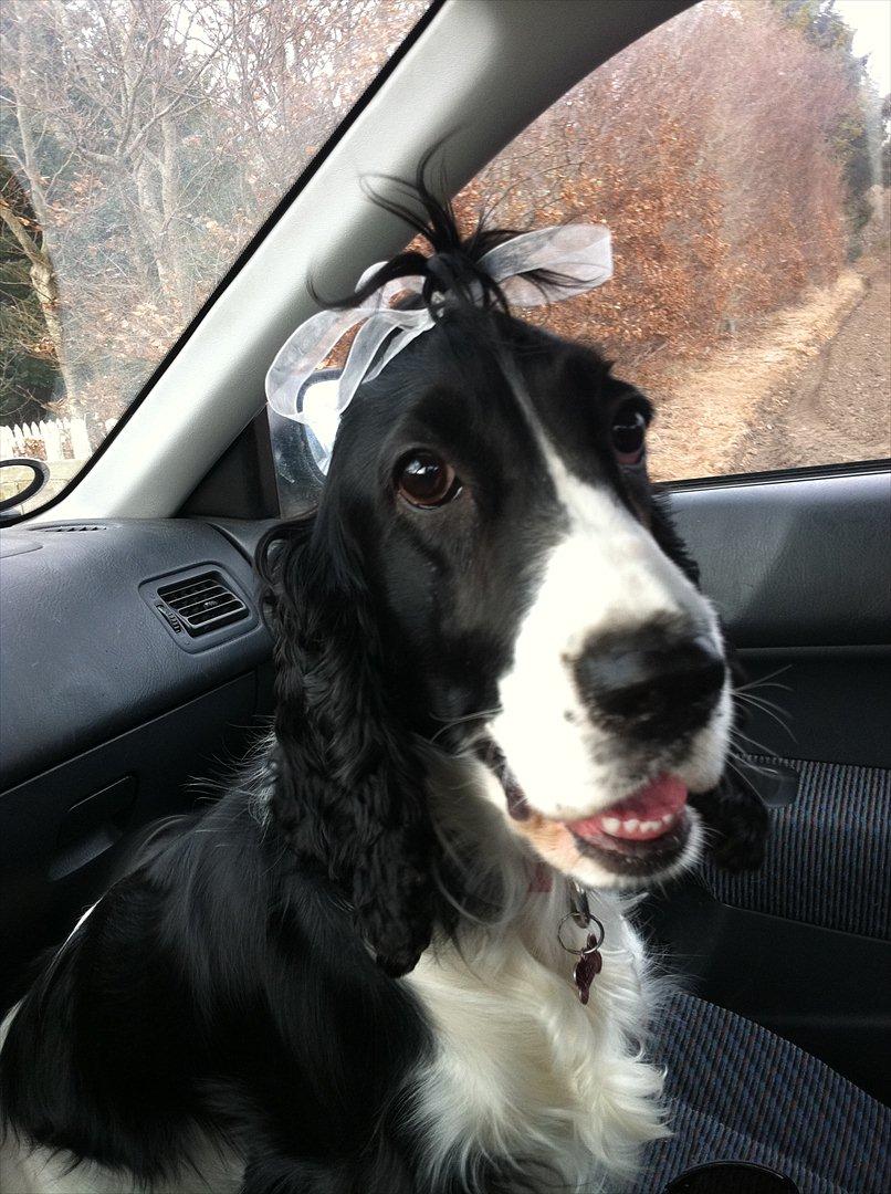 Cocker spaniel Zezi billede 13