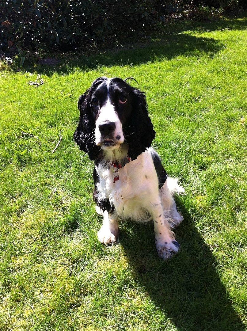 Cocker spaniel Zezi billede 14