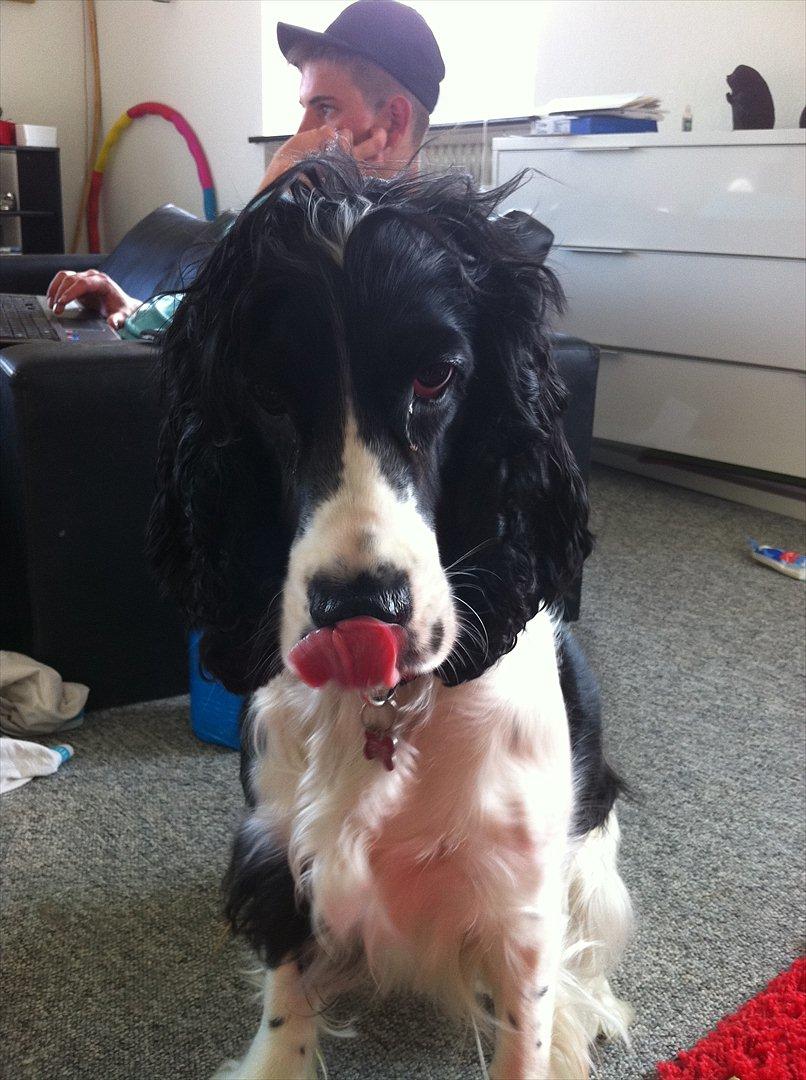 Cocker spaniel Zezi billede 15