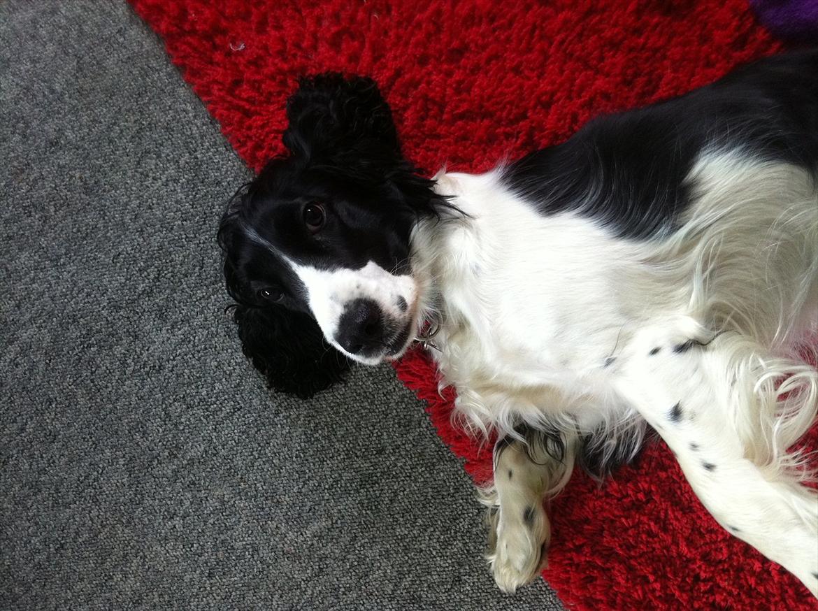 Cocker spaniel Zezi billede 1