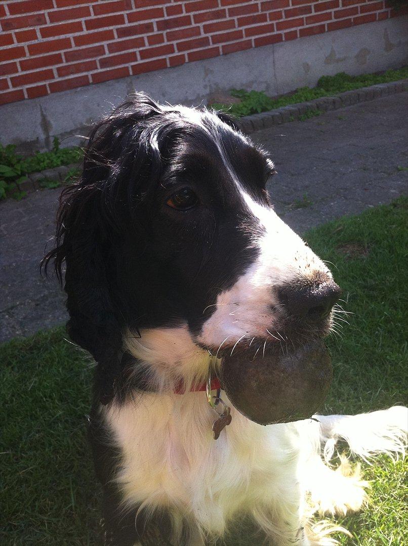 Cocker spaniel Zezi billede 16