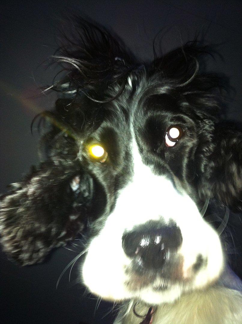 Cocker spaniel Zezi billede 17