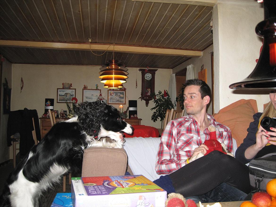 Cocker spaniel Zezi billede 18