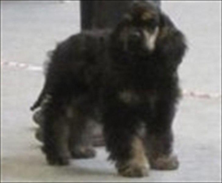Amerikansk cocker spaniel Cainan billede 6