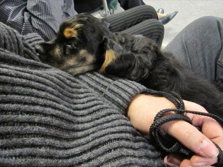 Amerikansk cocker spaniel Cainan billede 7