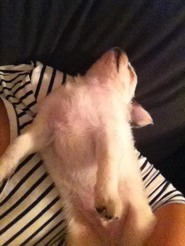 Chihuahua Valentino. - Meget træt hund! billede 16