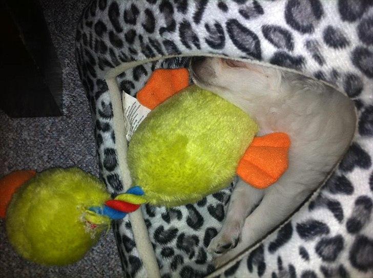 Chihuahua Valentino. - Putter lige med anden. <3 billede 13