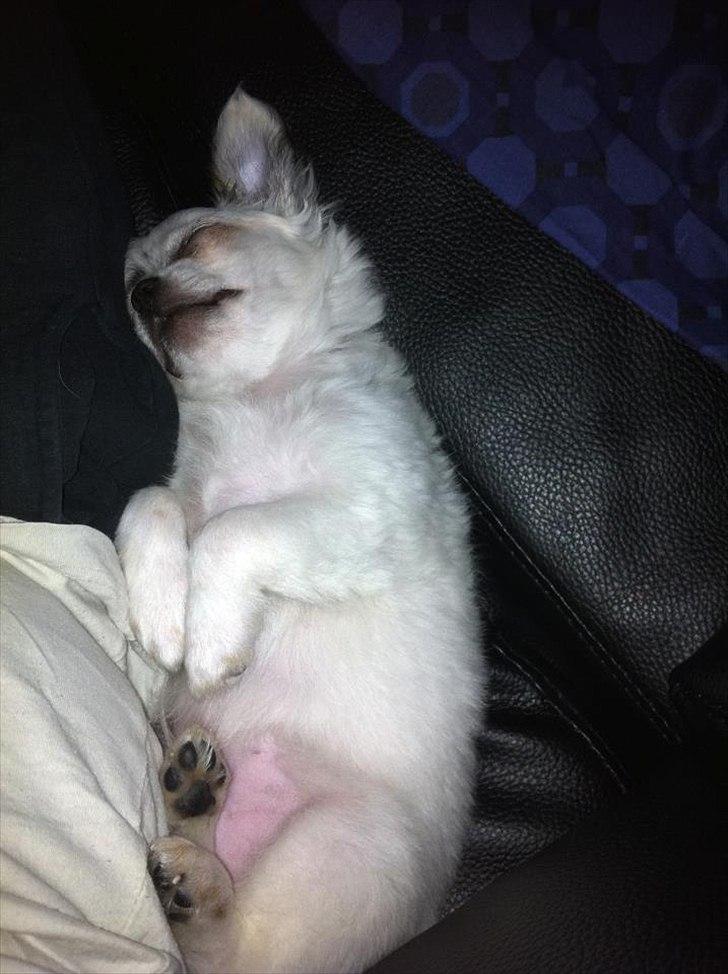 Chihuahua Valentino. - Sover op af mor. Dejlig tryghed <3 billede 17