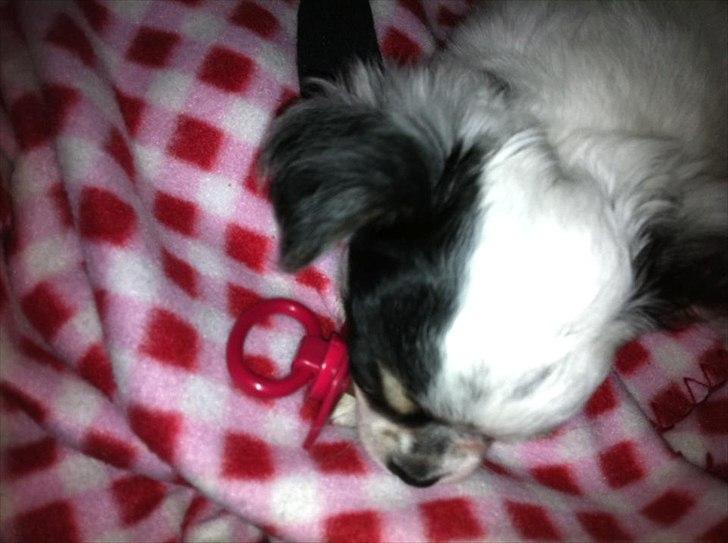 Chihuahua Valentino. - Nappede lige Emilia's sut :p <3 billede 12