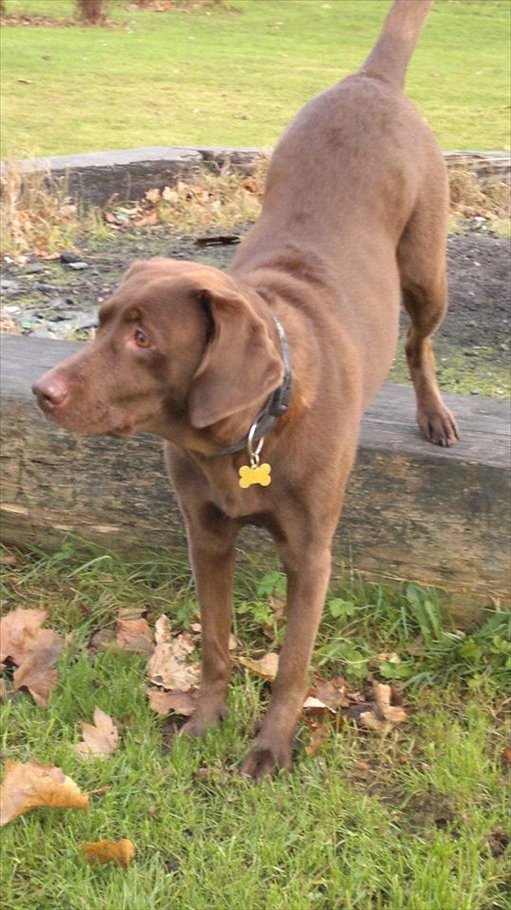 Labrador retriever Sille billede 1