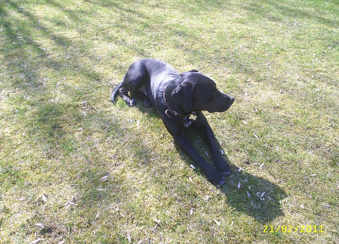 Blanding af racer Kingo billede 8