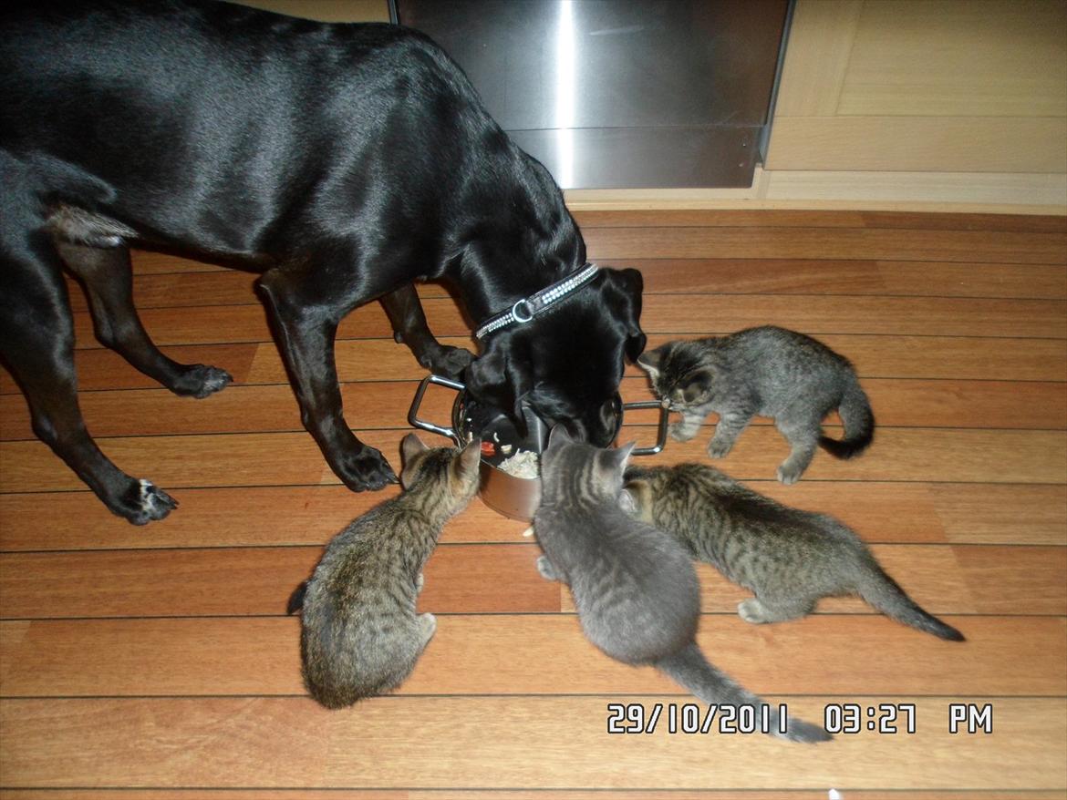 Blanding af racer Kingo billede 9