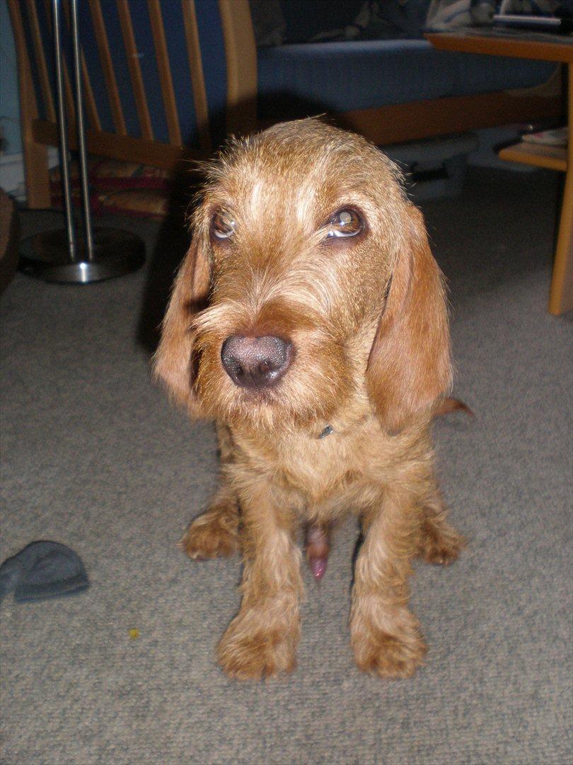 Basset fauve de bretagne Silas - Silas ca. 6 måneder billede 2