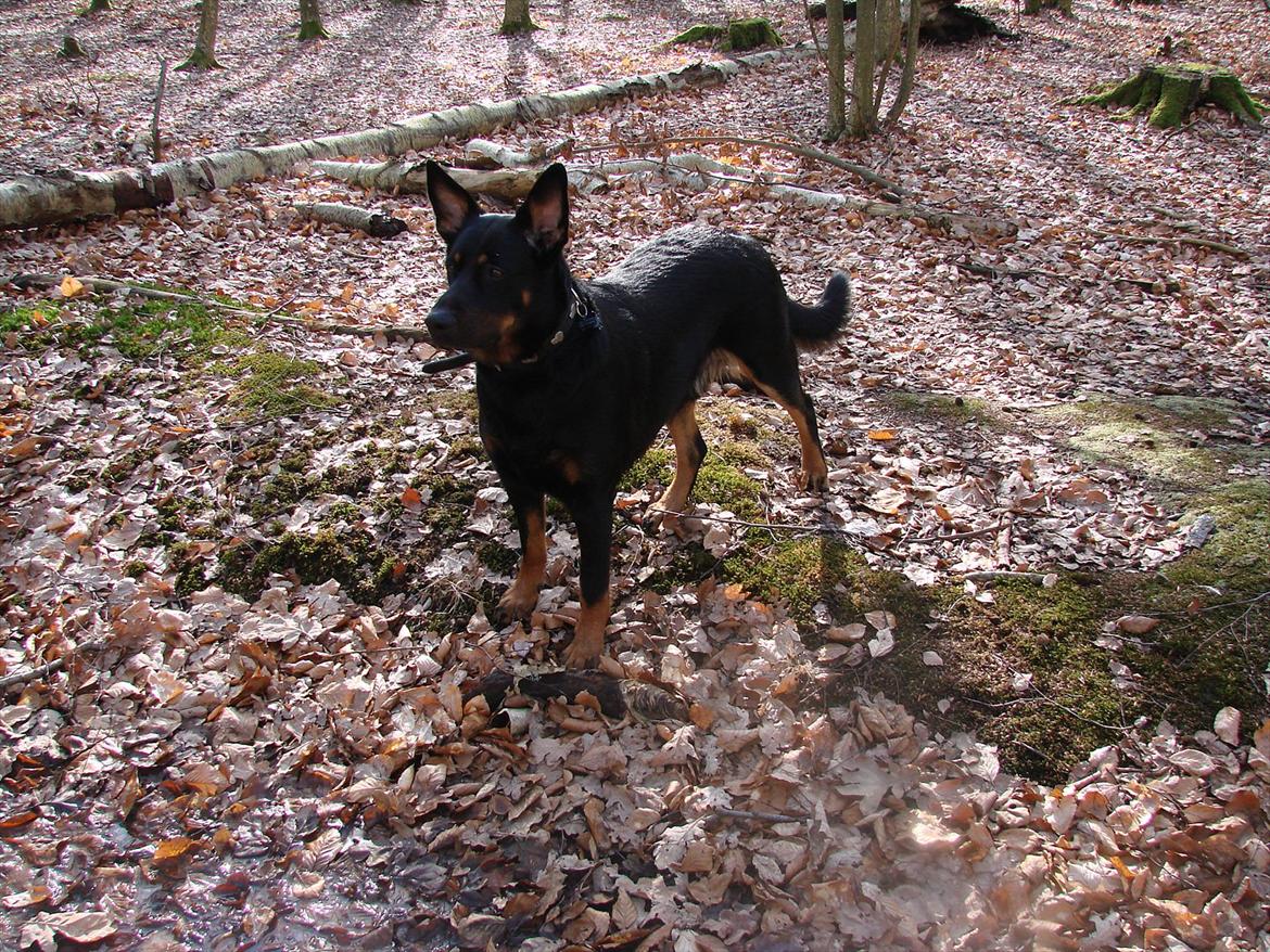 Blanding af racer Kenzo billede 1