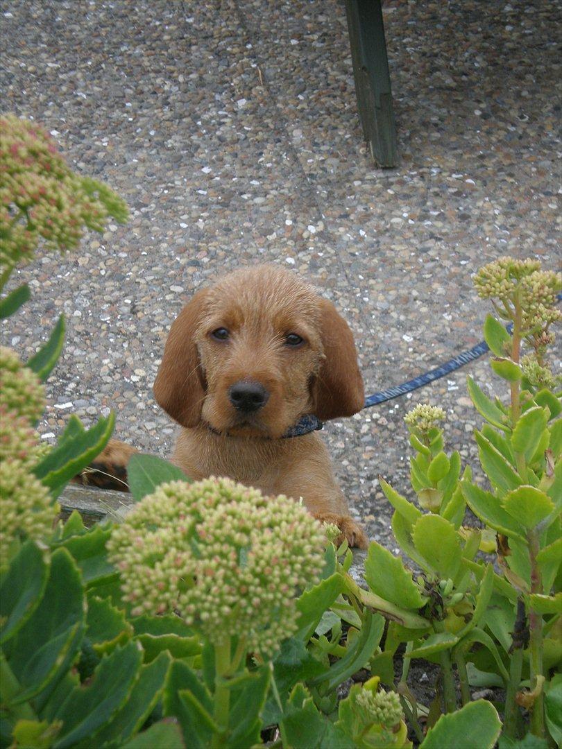 Basset fauve de bretagne Silas billede 4