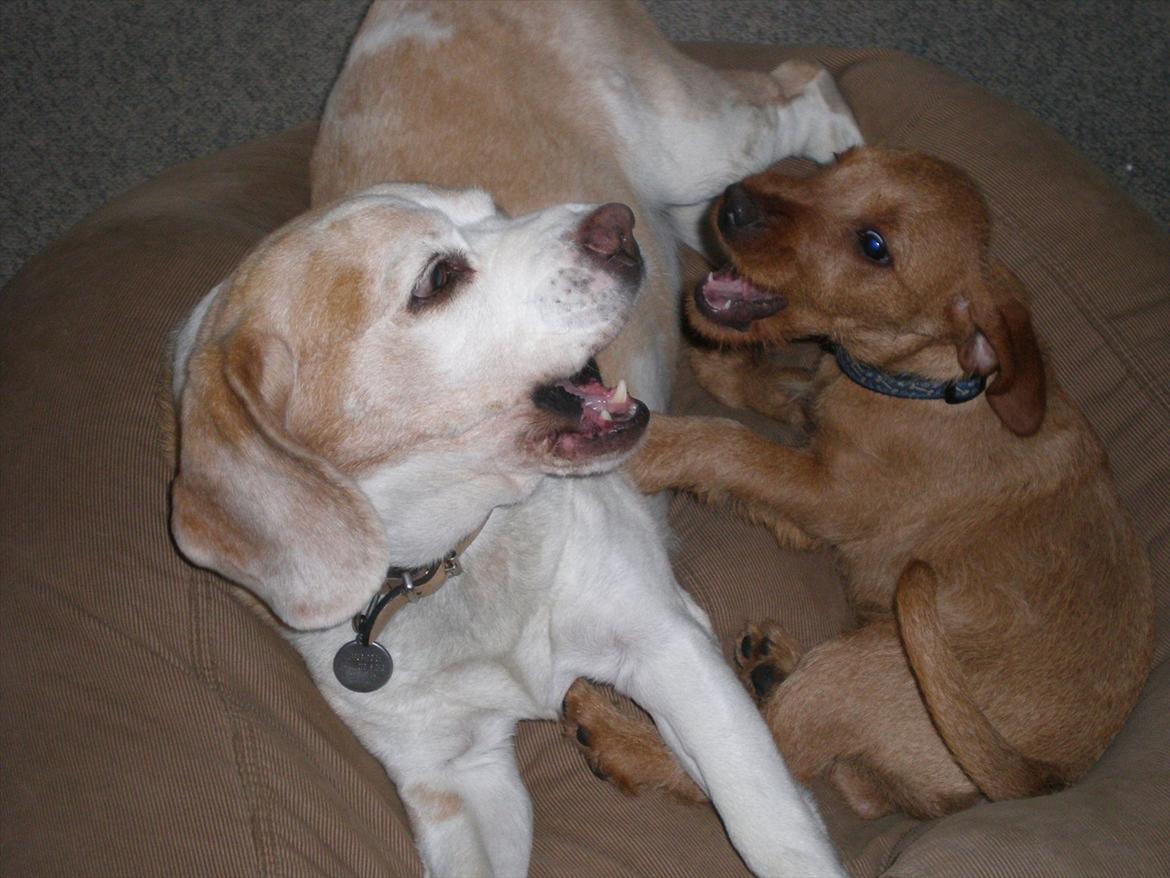 Basset fauve de bretagne Silas - En lille diskussion med bedstevennen Percy billede 5