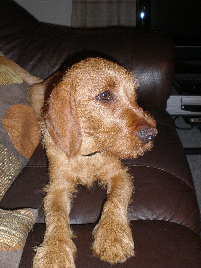 Basset fauve de bretagne Silas - Silas ca. 20 uger billede 8