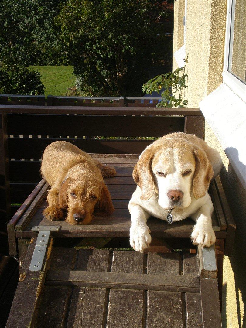 Basset fauve de bretagne Silas billede 9