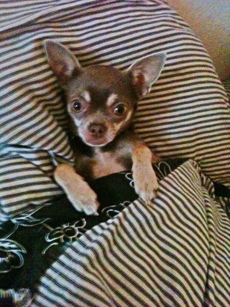 Chihuahua Kayla billede 8