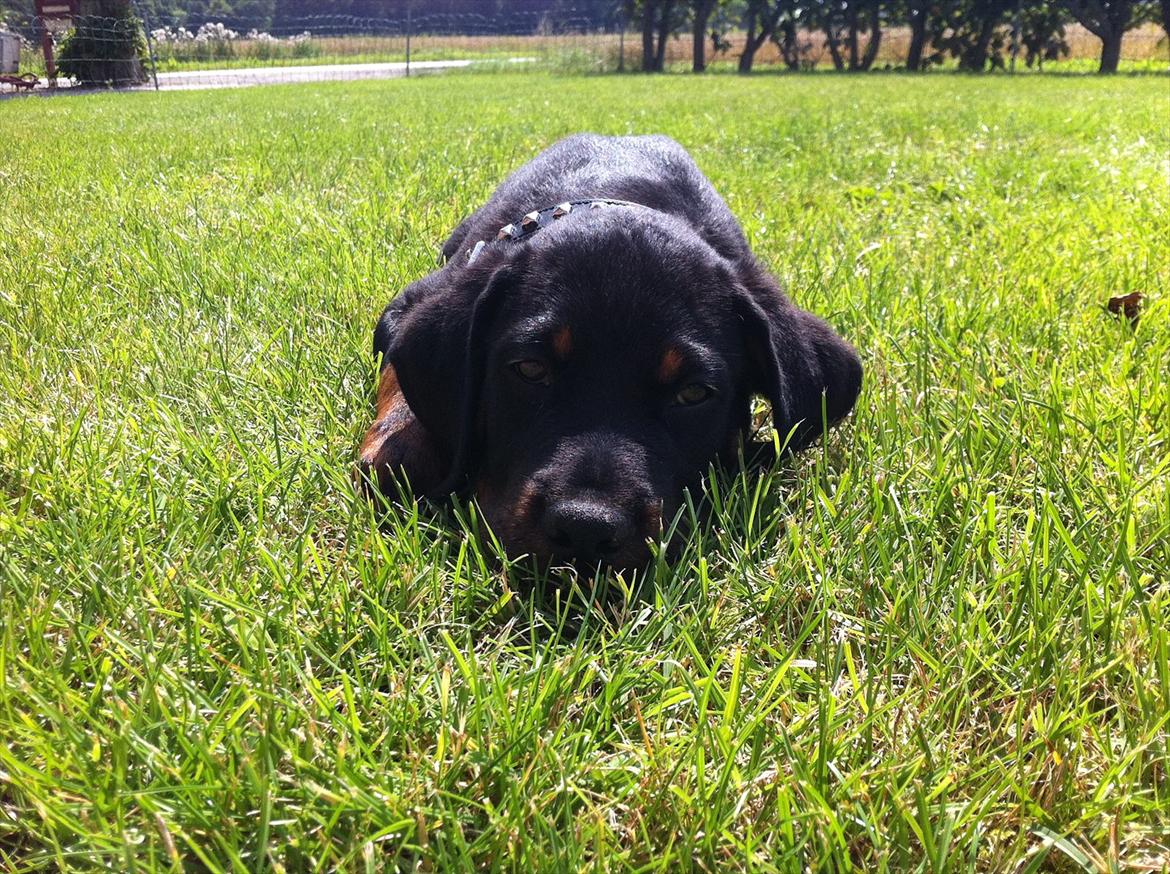 Rottweiler Gonzo billede 4