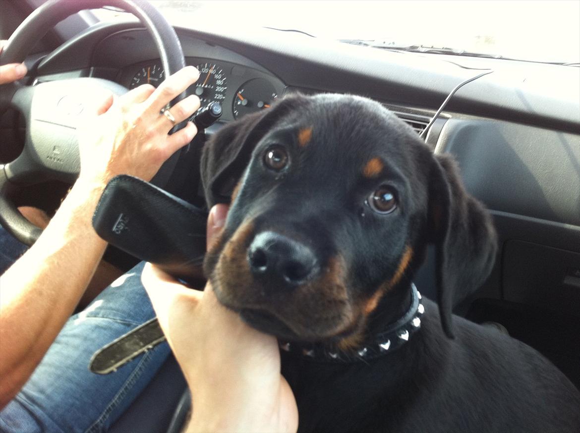 Rottweiler Gonzo billede 5