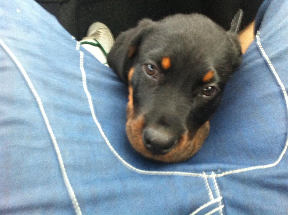 Rottweiler Gonzo billede 6