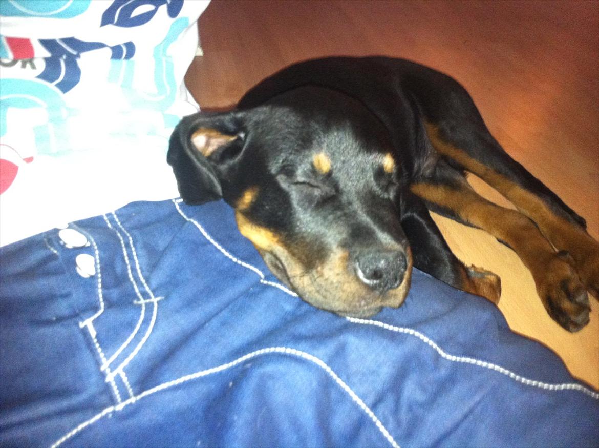 Rottweiler Gonzo billede 7