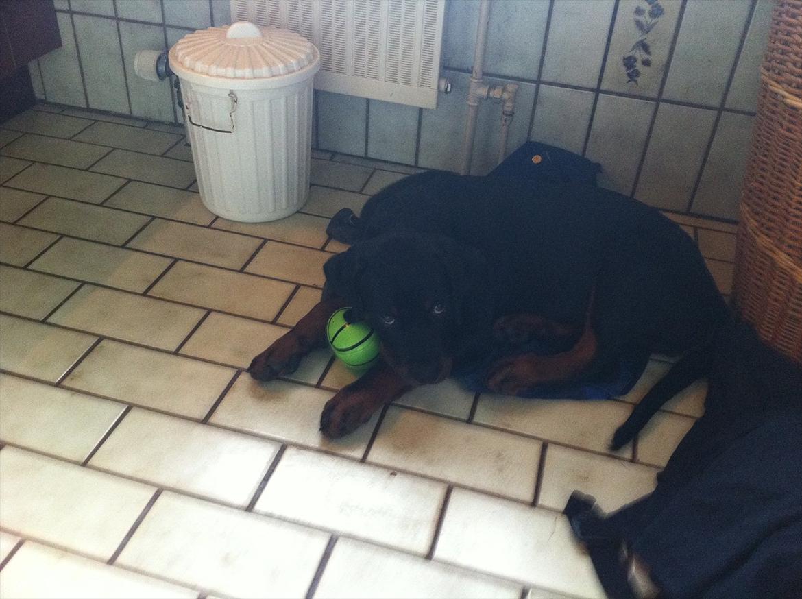 Rottweiler Gonzo billede 8